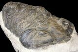 Large, Parahomalonotus Trilobite - Foum Zguid, Morocco #124901-2